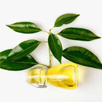 Camphor Oil
