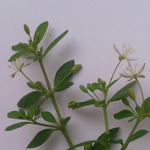 Parpatakam