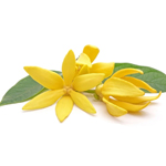 Ylang Ylang Oil