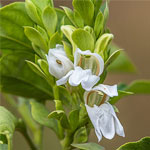 Adhatoda